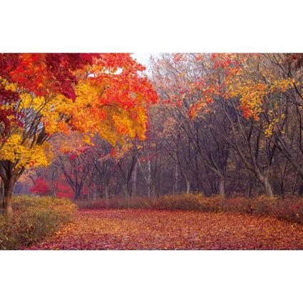 가을배경현수막(단풍)-191-칭찬나라큰나라