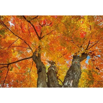 가을배경현수막(단풍)-235-칭찬나라큰나라
