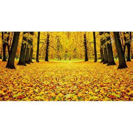 가을배경현수막(낙엽)-254-칭찬나라큰나라