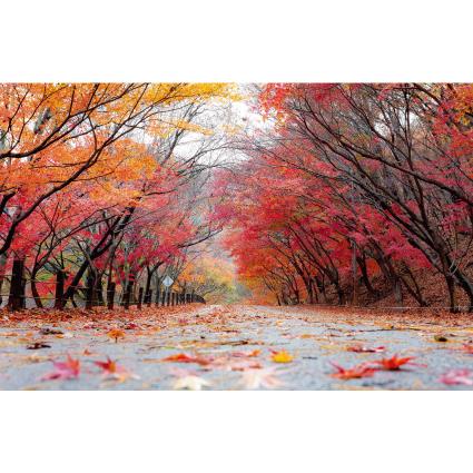 가을배경현수막(단풍)-281-칭찬나라큰나라