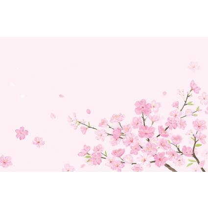 봄배경현수막(벚꽃)-248-칭찬나라큰나라