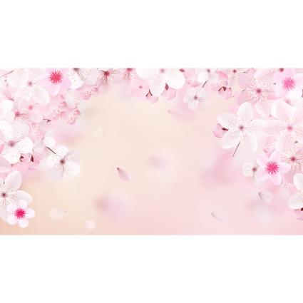 봄배경현수막(벚꽃)-296-칭찬나라큰나라