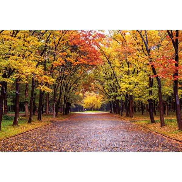 가을배경현수막(단풍)-349-칭찬나라큰나라