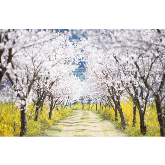 봄배경현수막(벚꽃)-317-칭찬나라큰나라