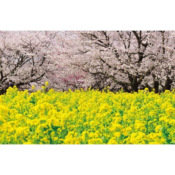 봄배경현수막 유채꽃 벚꽃 383-칭찬나라큰나라