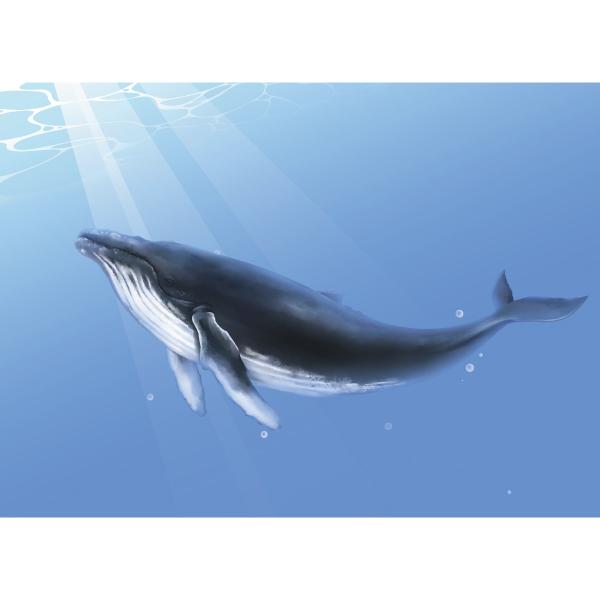 여름배경현수막 고래 716-칭찬나라큰나라